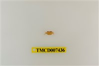 藏品(拉氏清溪蟹)的圖片